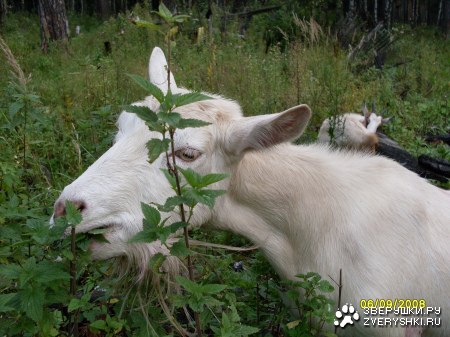 ������� ������ ;)