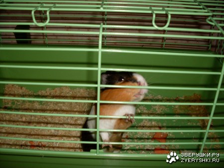 ���� �� ��������! :)