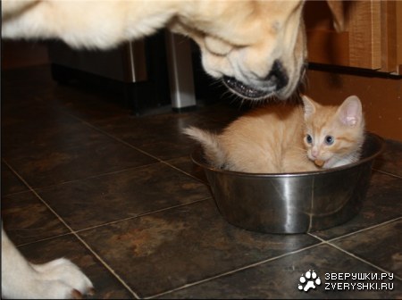 ��� ���� ��� ����?! :)