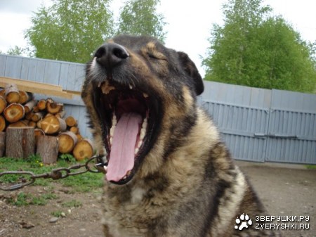 ��� �� ������� �����... :)