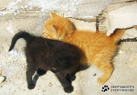 ����������� :)