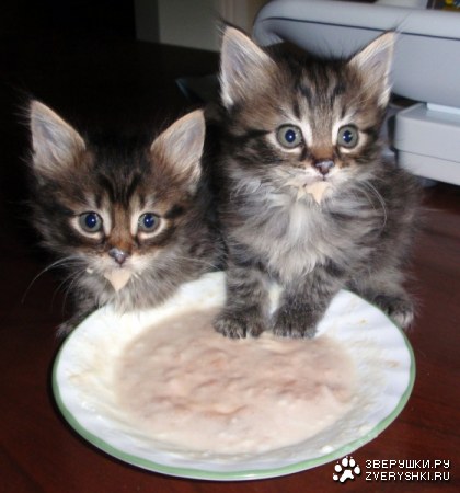 ������� ����� :)