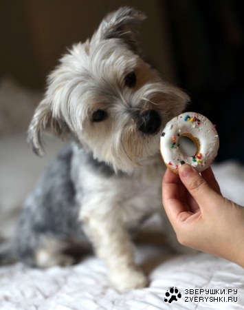 ������� �������� :)