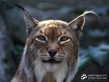 �������� ���������� :)