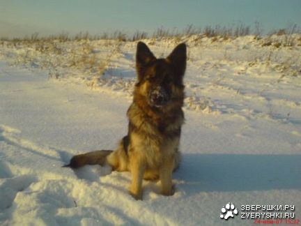 Джана Джана