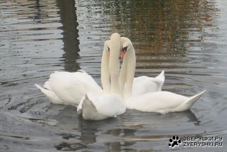 ������ ������� :)