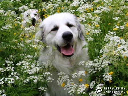 ������� ��� ���! :)