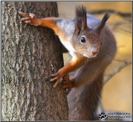 ��� ���?