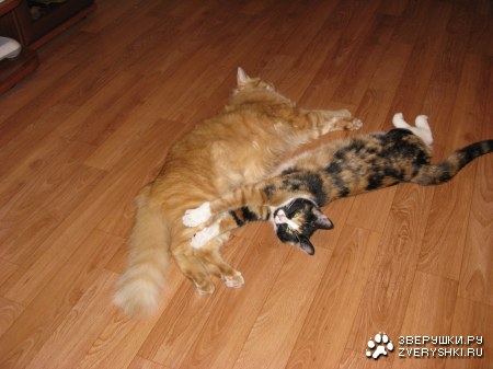 ������ � ������� :)