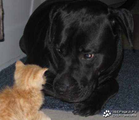 ����� �������?! :)