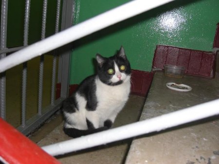 ��� ������  ������! �. ������