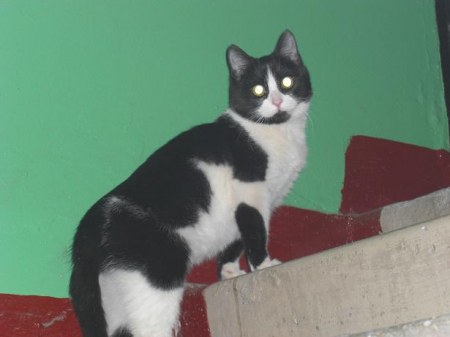 ��� ������  ������! �. ������