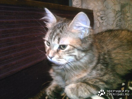 ��� ��������!