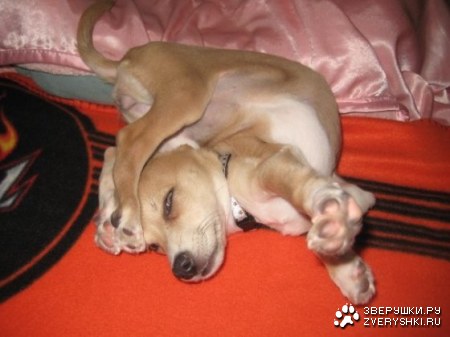 ������� :)