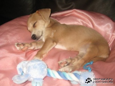 ������� :)