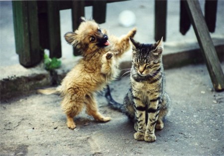 �������� (23 ����������)