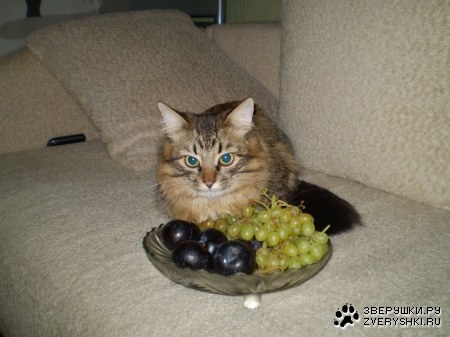 ��� �����! (15 ����������)