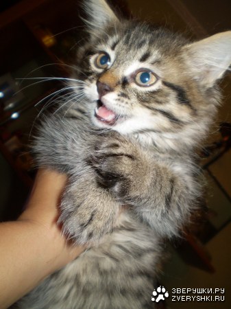 ��� �����! (15 ����������)