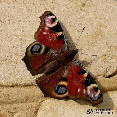 ������� :)