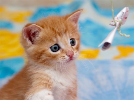 �������� (14 ����)