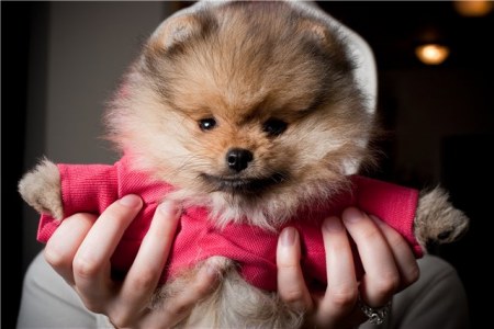 �������� (14 ����)