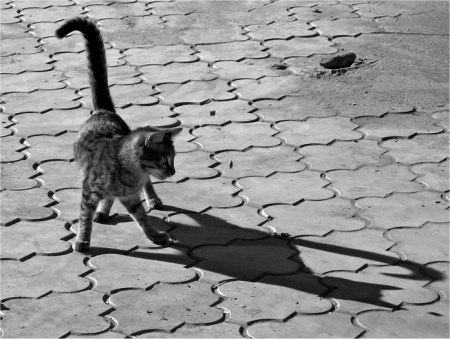 �������� (14 ����)