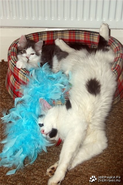 ���� �� ��� ;)