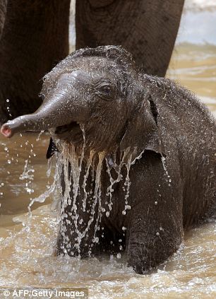 �������� (4 ����)