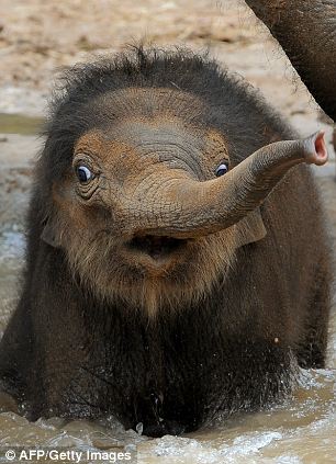 �������� (4 ����)