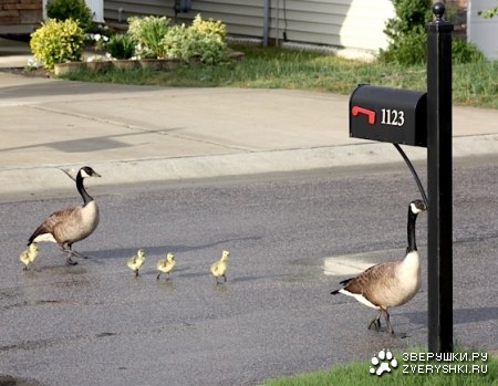 �������� :)