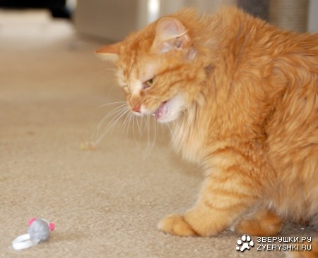 � ���� � �������� ����� ��� :)