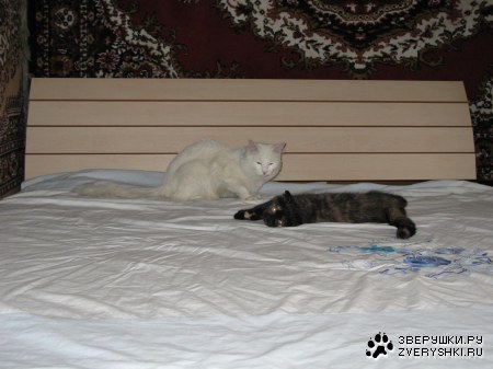 ������ ���� ����� � ������  :)