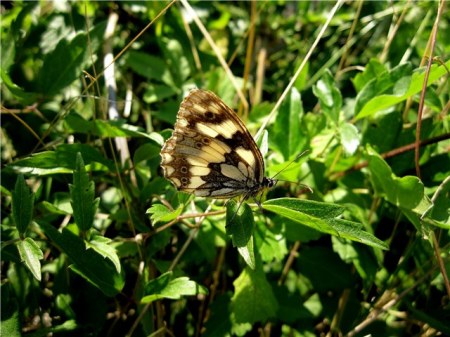 ������� (4 ����������)