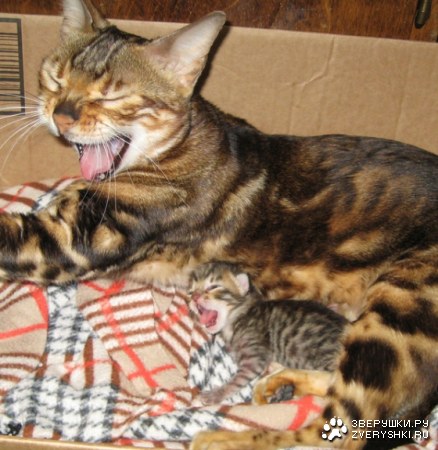 �� �� ������ ������...