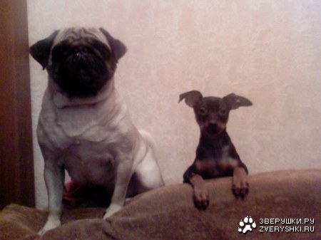 ������ :)