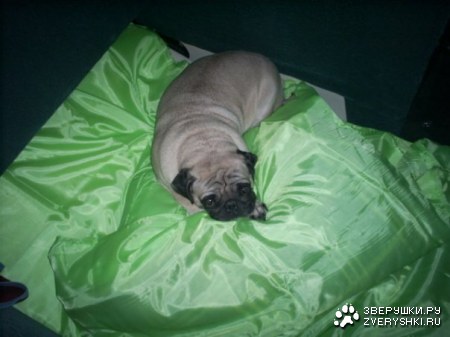 ������� :)