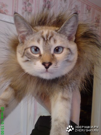 ���� - ��� :)