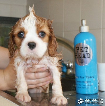 ������ ������ :)