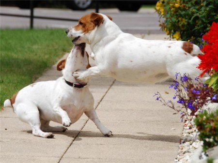 ���������� �������� (17 ����)