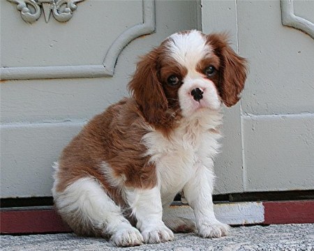 ���������� �������� (17 ����)