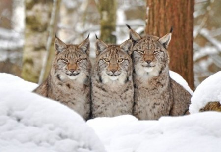 ���������� �������� (17 ����)