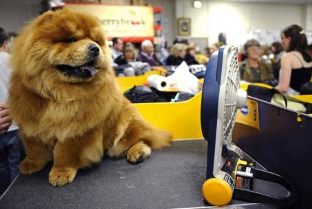 ���������� �������� (17 ����)