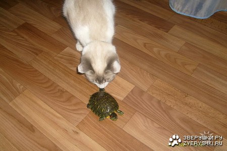 ����� ������� :)