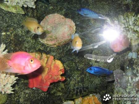 ������� ��������� :)