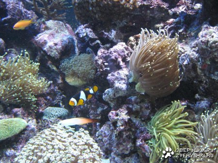 ������� ��������� :)