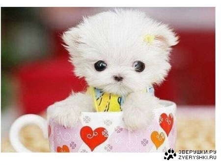 � 8 �����, ����� �������! :)