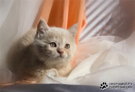 ���������� ��� ���! :)