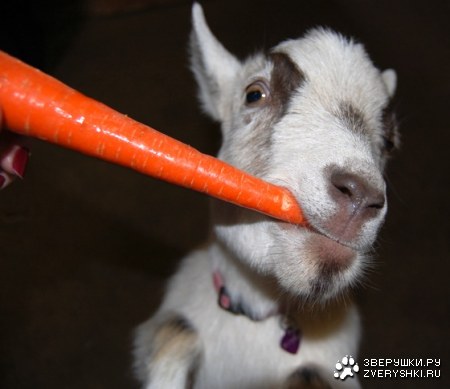 ����������! ;)