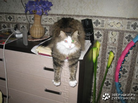 �������� ��������� (3 ����)