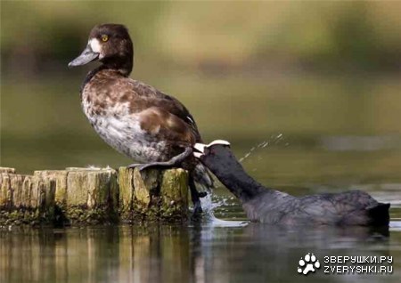 ��� ����! :)